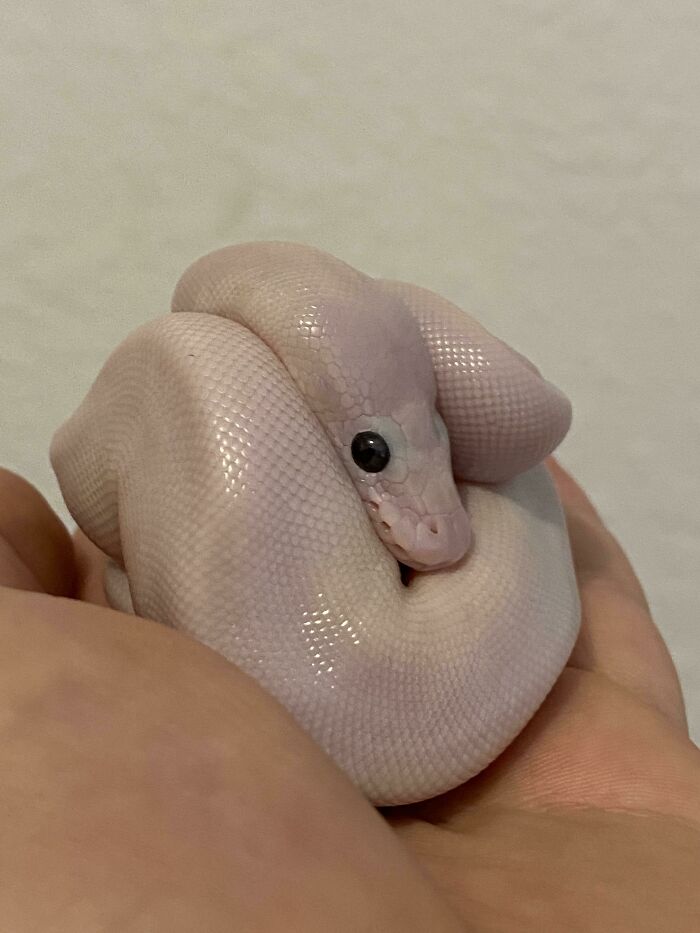 Not Perfectly Round, But She’s Trying Her Best