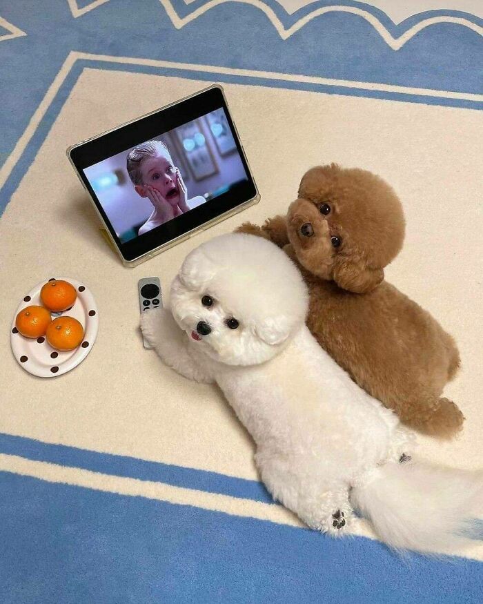 Cortes de pelo muy redondos