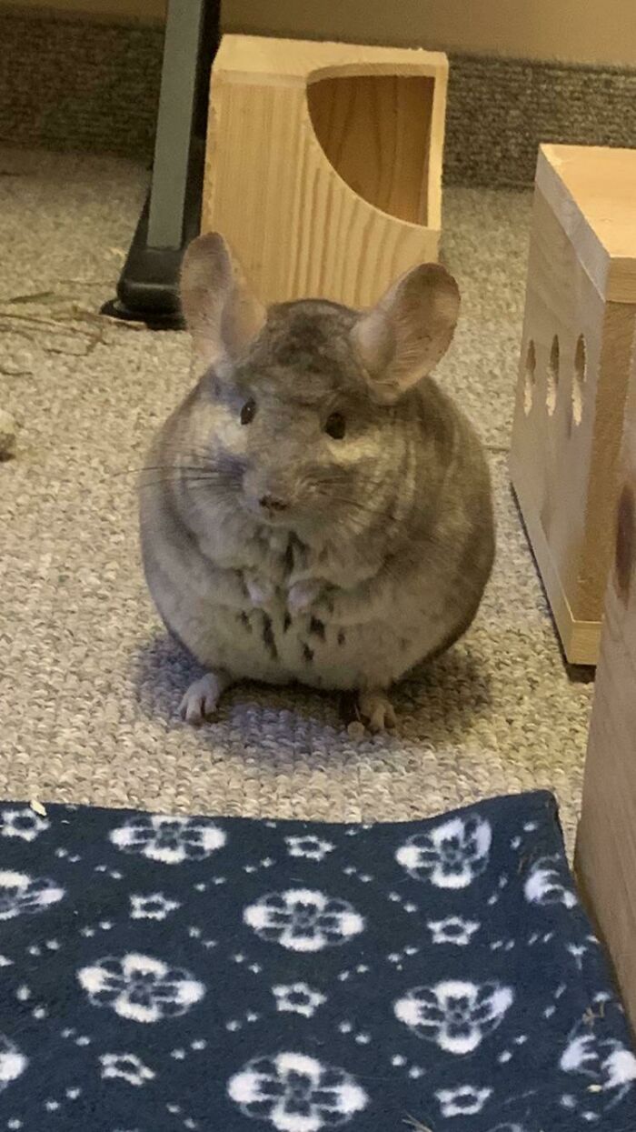 Chinchilla regordeta