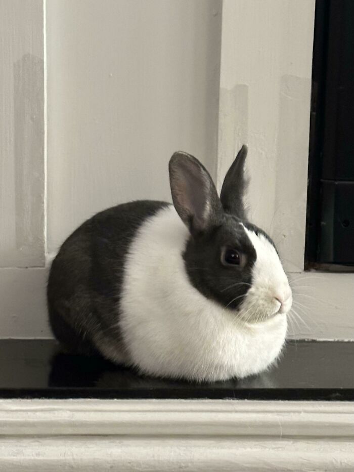 I Present To You: Tiny