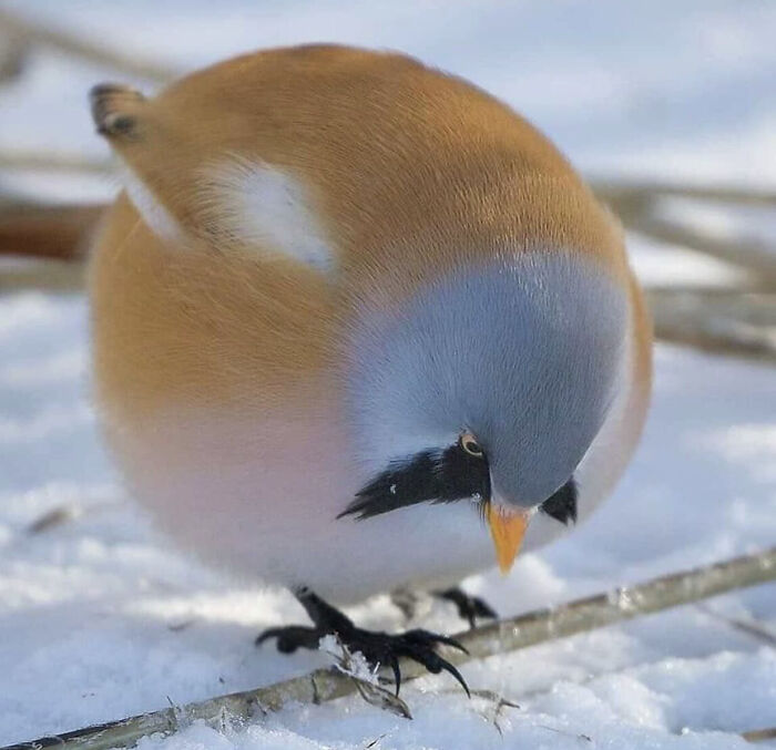 Panurus Biarmicus super redondo