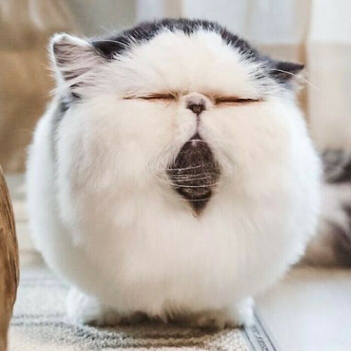 Parece que lleva corbata