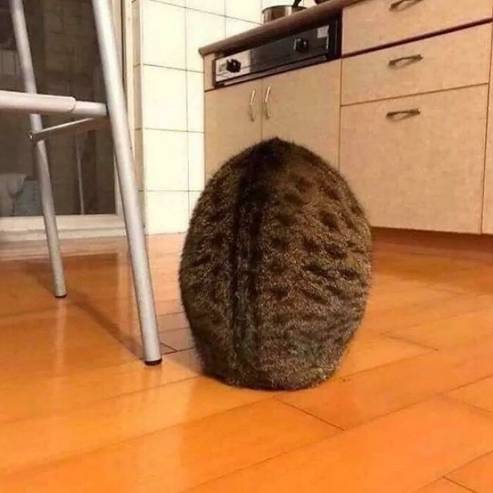 Round Boi