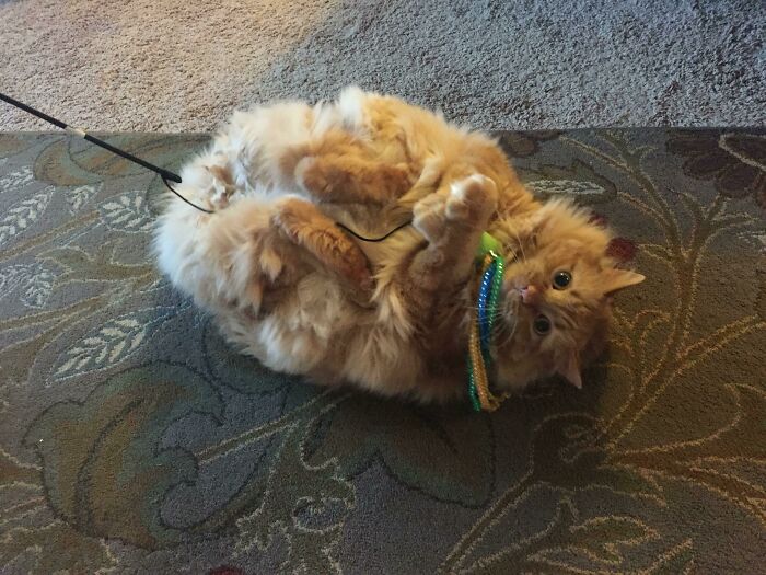 My Friends 44 Pound Cat