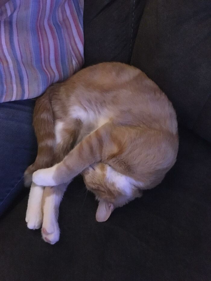 My Cat Being A Round Boi