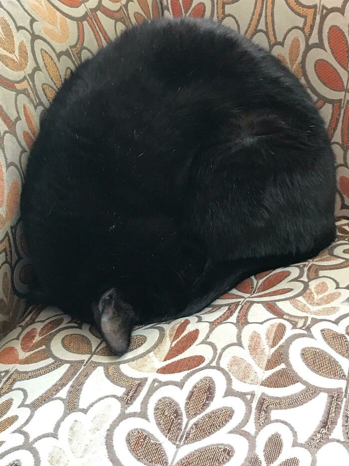 My Well Condensed Cat