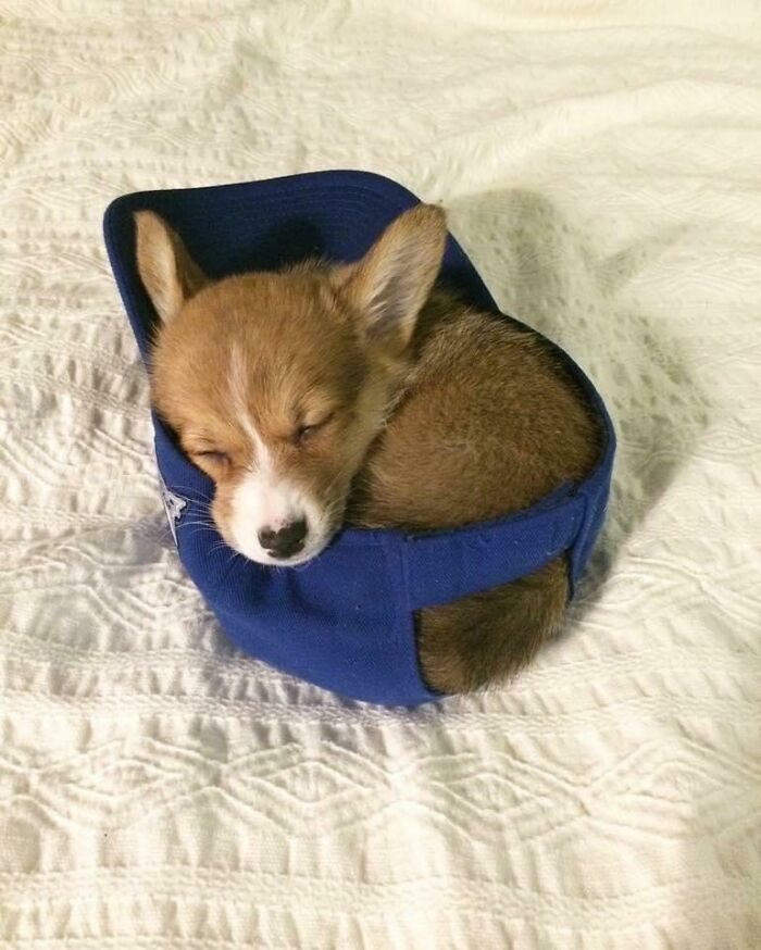 Corgi en una gorra