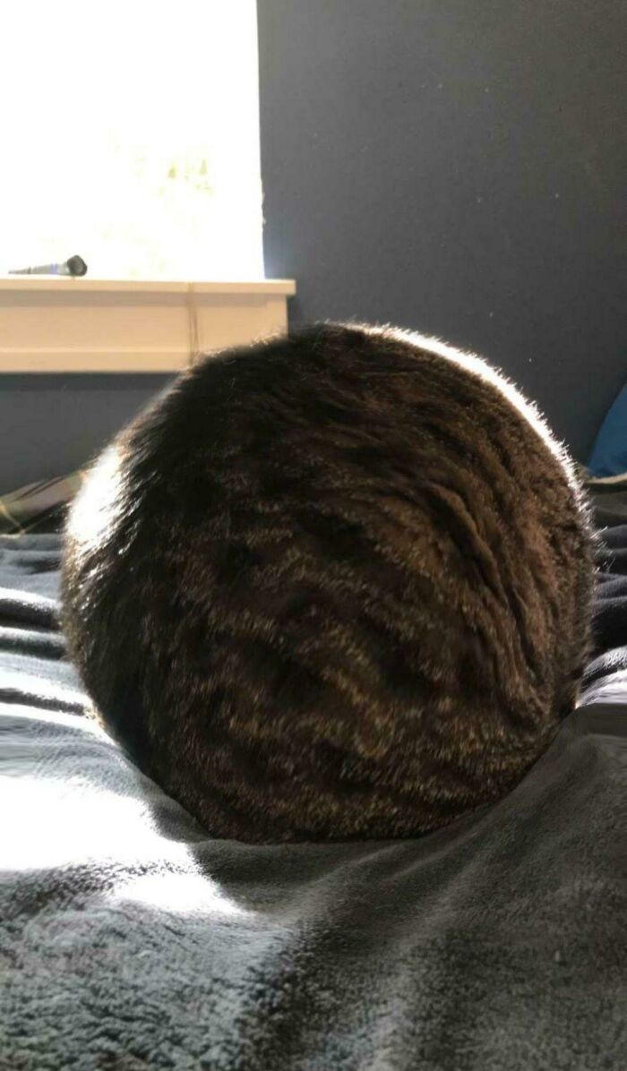 Asumo que este gato es una esfera