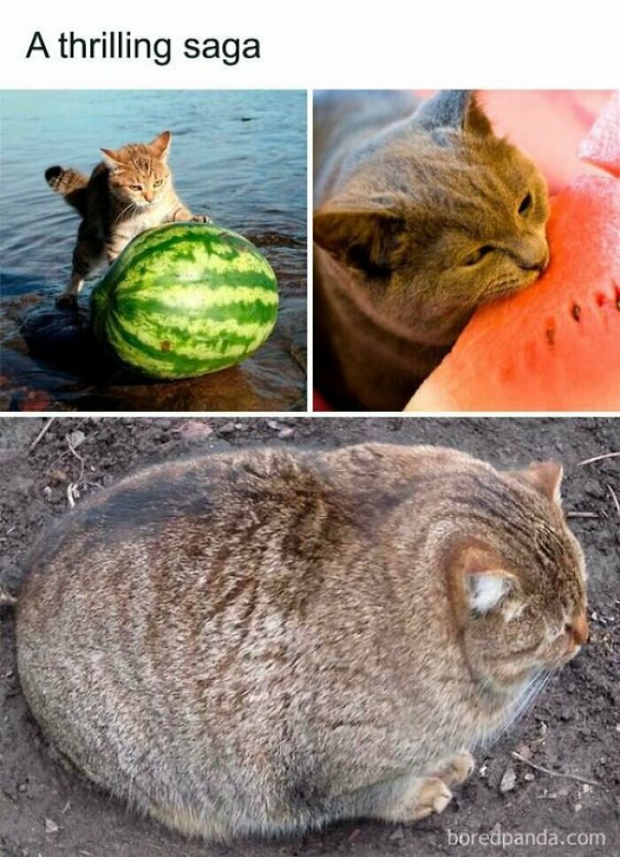 Melon Cat