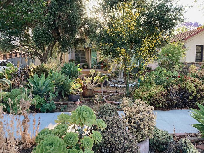Succulent garden with diverse plants creating a chic backyard outdoor space filled with natural colors and textures.