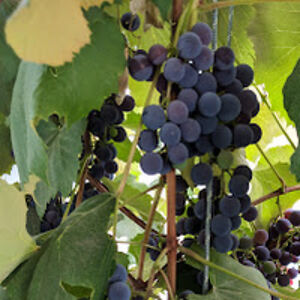 patriciashort avatar