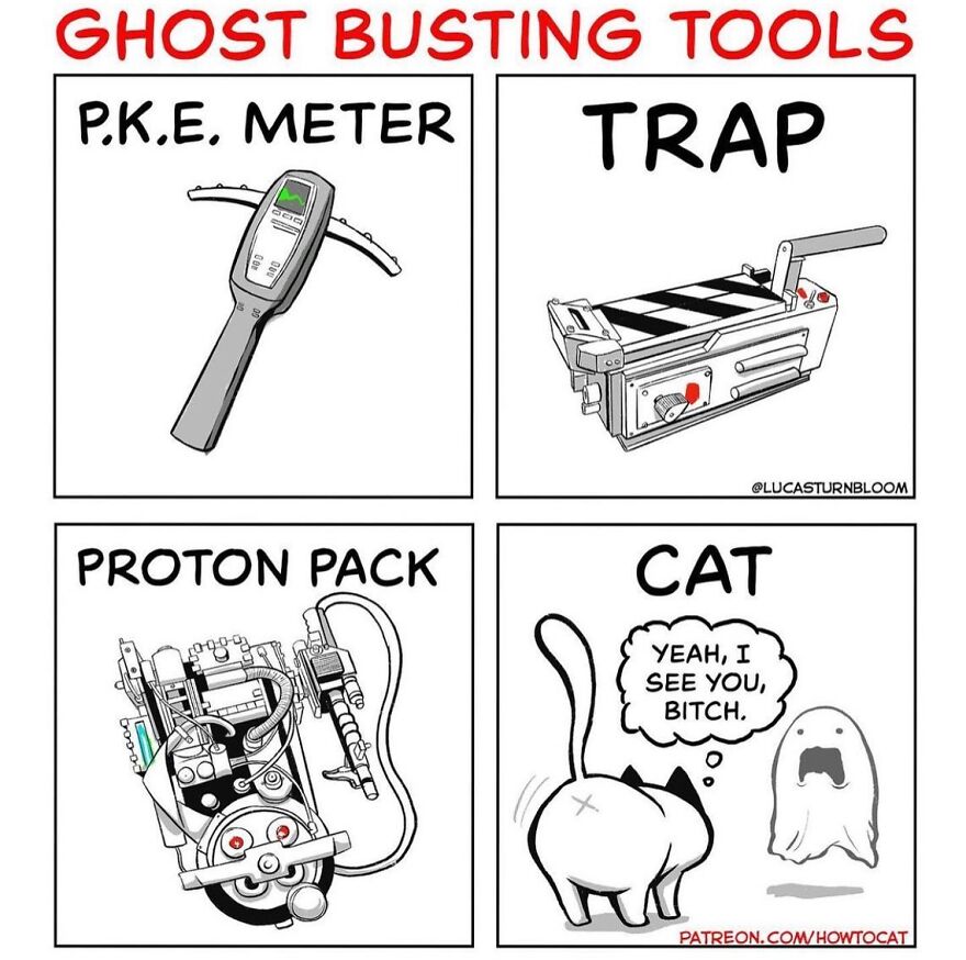 New Comics Illustrating The Funny Life Of A Kitten Who Found A New Home