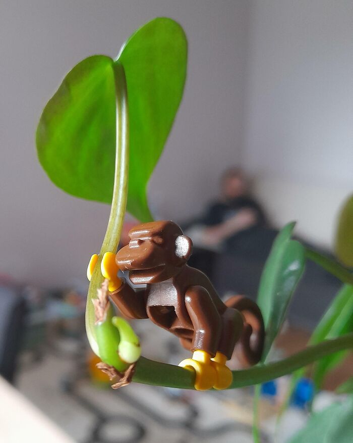 Asked A Friend To Water My Plants On Christmas. Found This Yesterday