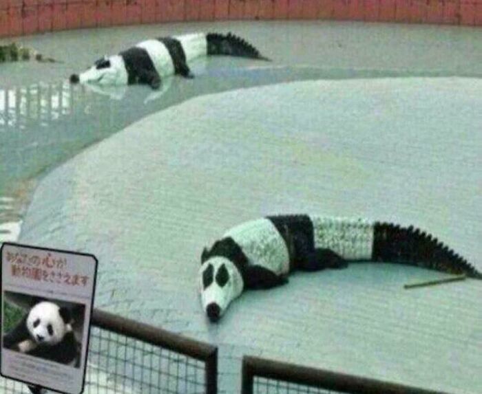 I Made The Panda Exhibit Boss
