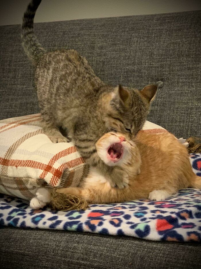 An Unexpected Betrayal