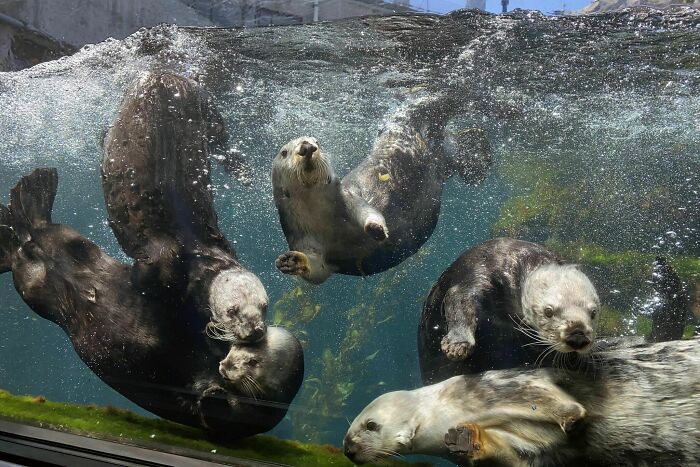 Otter Renaissance