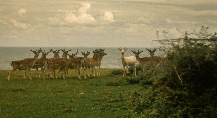 The Deer Lord And His 12 Disciples (Oc)