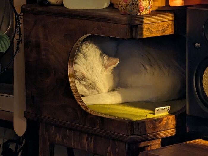 His Fur In This Lighting Looks Like An Oil Painting