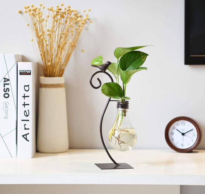 Small indoor plant in a lightbulb-shaped vase