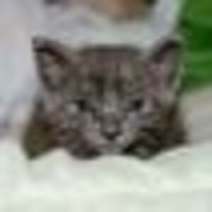 bonniewsmith248 avatar