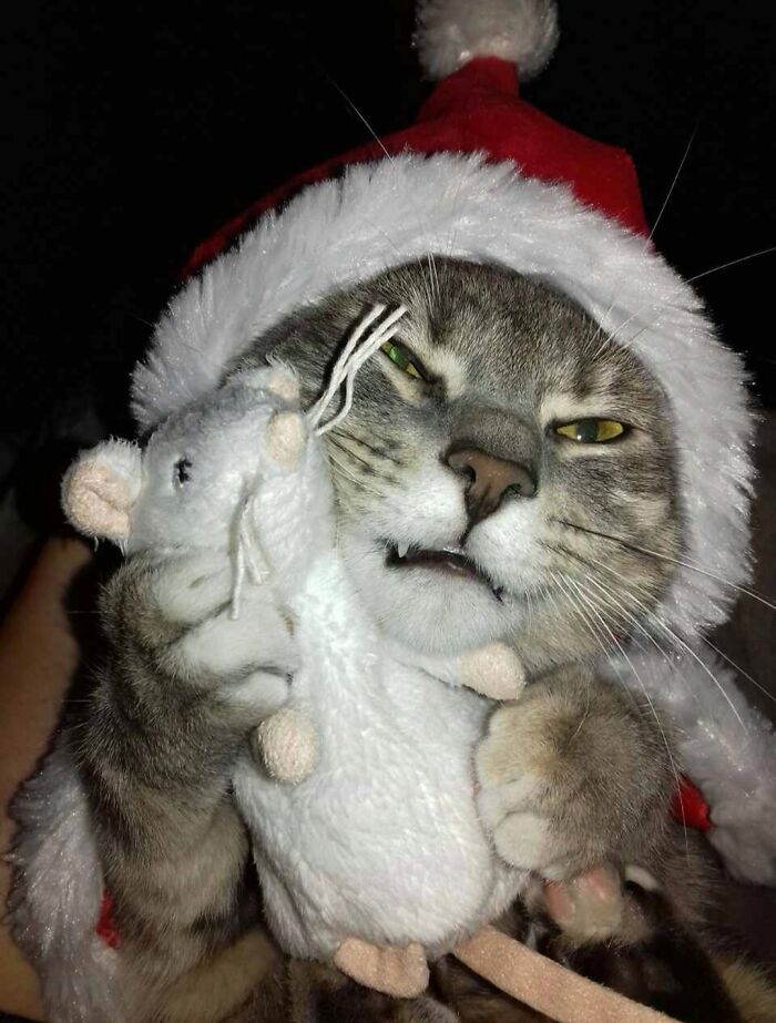 Christmas Mouse Trap