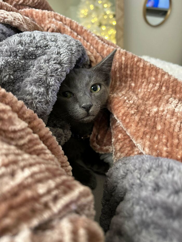 Adopted This Little Guy This Past Weekend