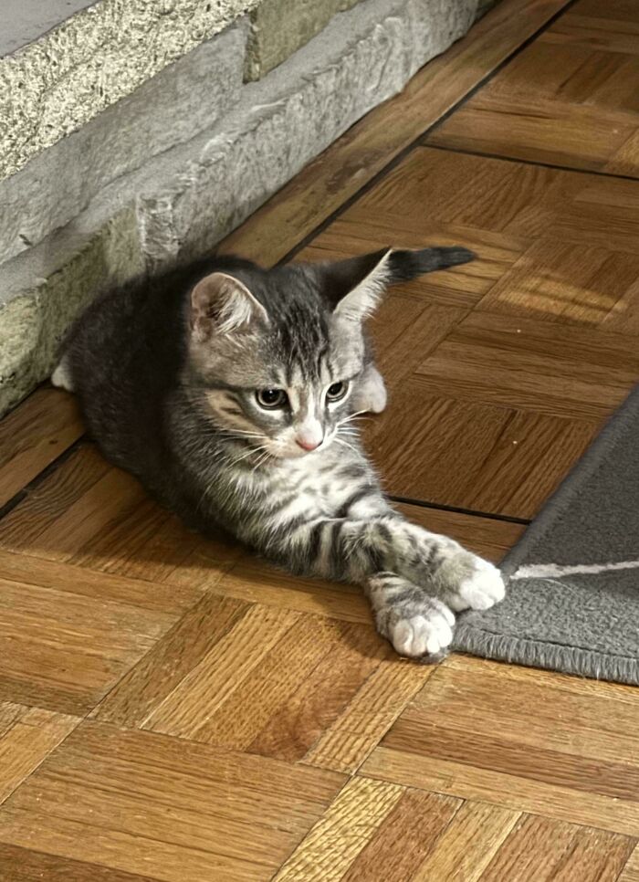 Just Adopted This Little Beauty Today. She’s Almost 3mos Old And I’m In Love Already