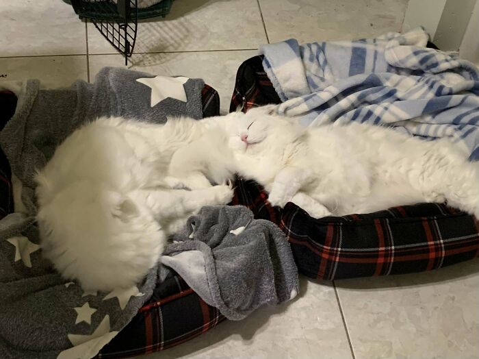 They Were Still Not Adopted So.. How Could We Not? Welcome Home!