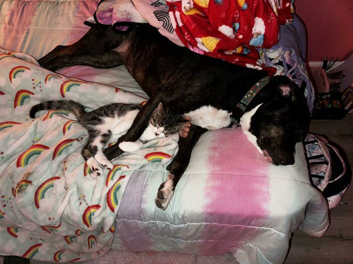 We Adopted A Kitten 2 Weeks Ago…