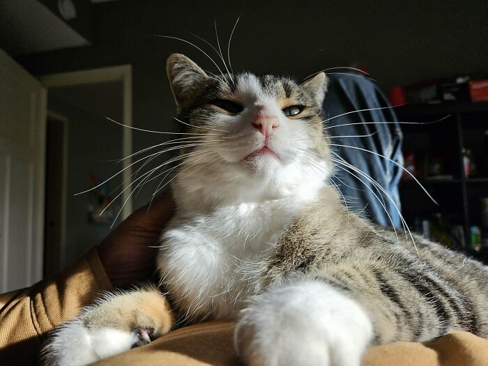 I Started Fostering Kitties. I Adopted My Very First Foster