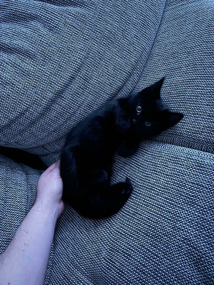 Not Sure If I Adopted A Cat Or A Bat