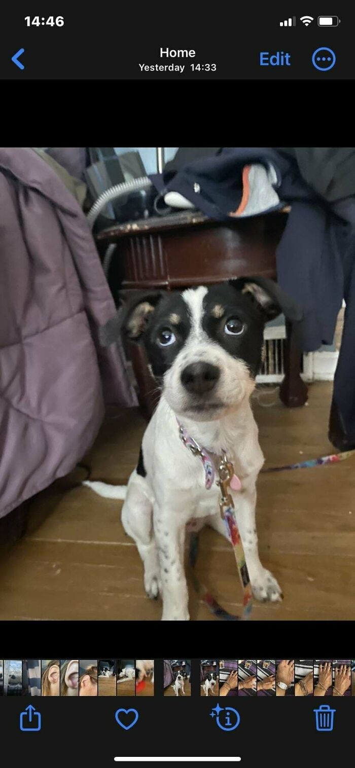 What Is She ? We Adopted This Sweet Dog And We’re Wondering What Breed She Is, Anyone Have An Ideas?