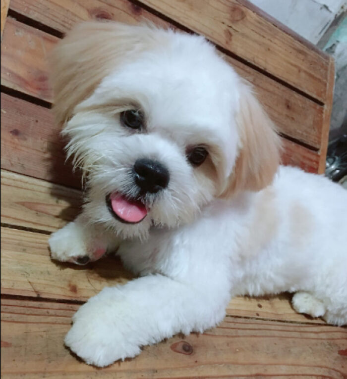 I Found Him First Posted And Needed For Adoption So I Messaged The Owner And Took Him With Me