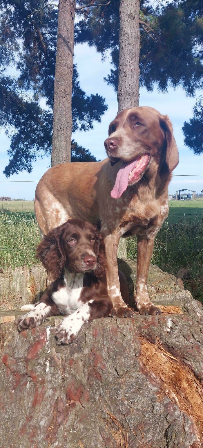 My Newly Adopted Pup And Old Dog Instantly Bonded And Became Best Friends