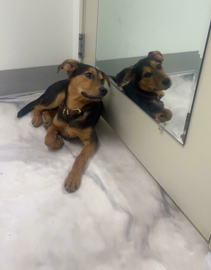 Just Adopted This Fella And I’m In Love Already!