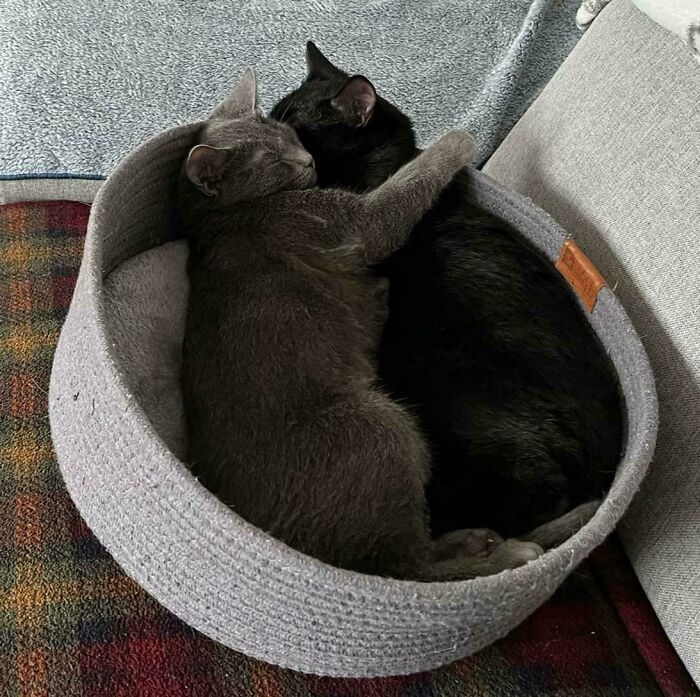 These Cuties Are Brother And Sister Roméo And Juliette, Adopted Thru Our Shelter, Now In Their Forever Home :)