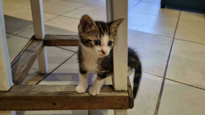 The Kitten A Friend Of Mine Adopted, He's A Cute Lil' Menace