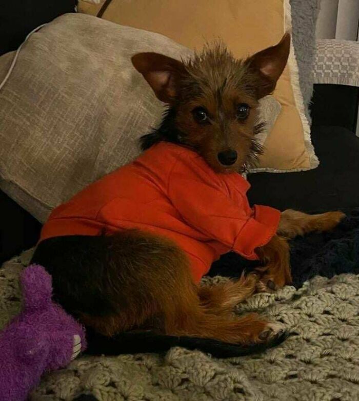 Hi Daisie ! This Is My Mom And Dad's Newly Adopted Baby From A Local Rescue. She Is 5 Months Old And Very Loved And Spoiled