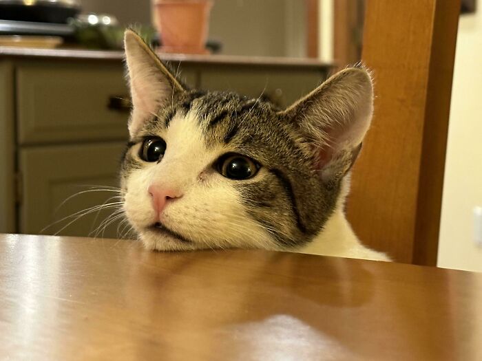 What Should I Wish For? I've Been Adopted. All My Wishes Have Come True