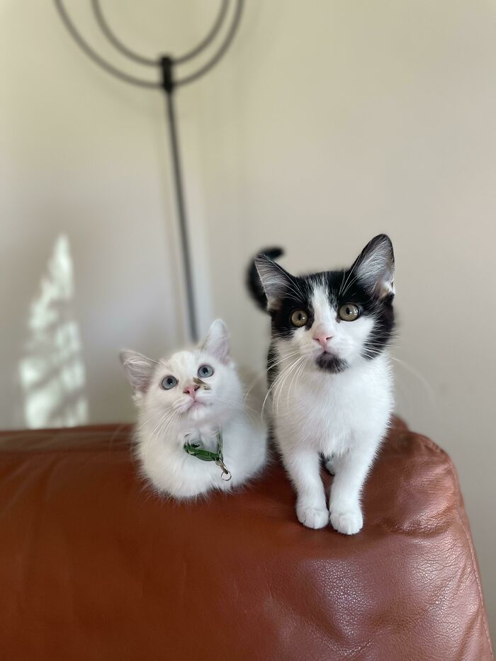 Adopted A Week Ago And Already At Home!