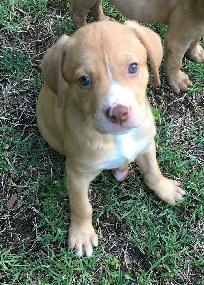 Just Adopted The Ultimate Heart-Warmer Extraordinaire, Oscar