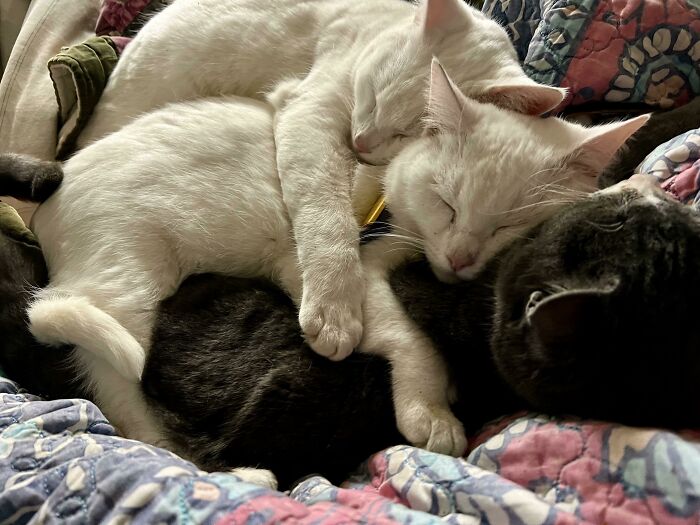 When You Are Adopted And Become Part Of The Family