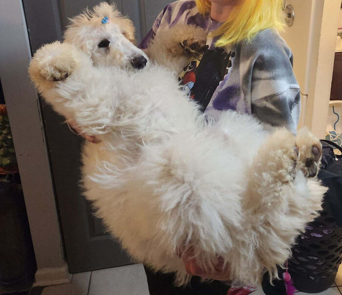 New Adopted A Muppet