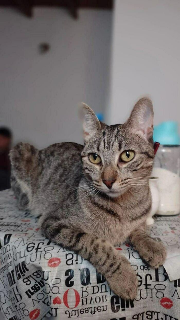 My Kitten, I Adopted Her Before Becoming Her Owner, Was Mistreated, No Animal Deserves That