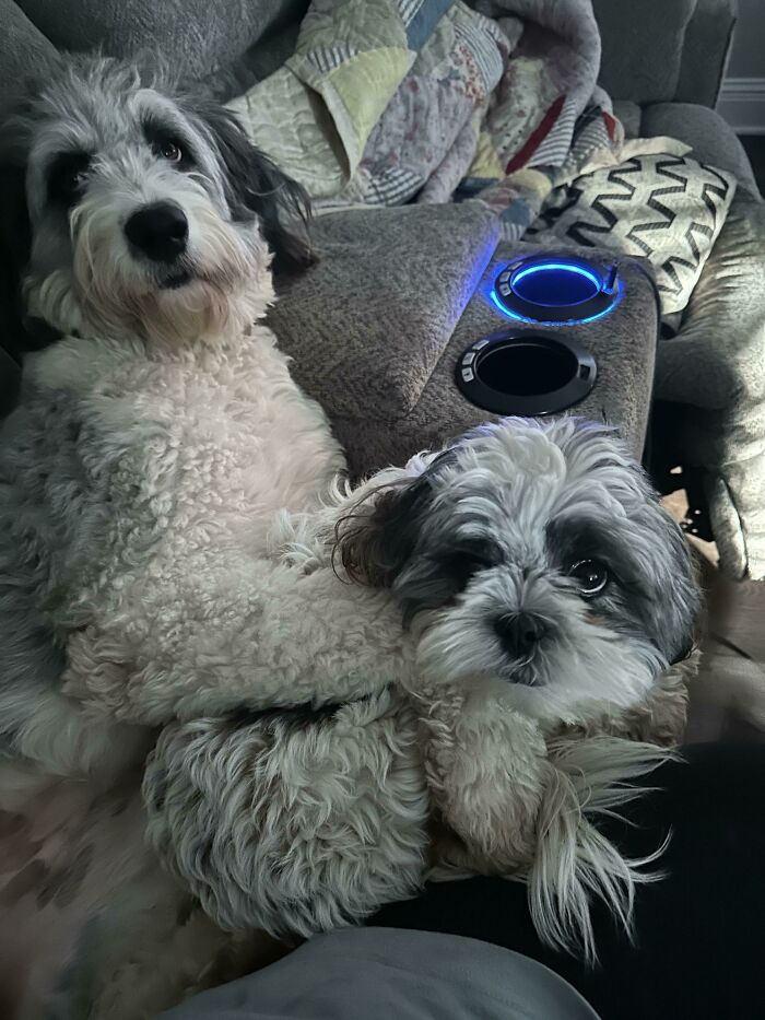 My Aussiedoodle Snuggling Her New Adopted Sister, Segi