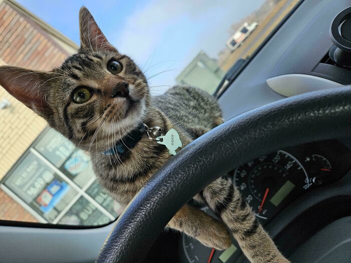 Meet Raven (4mo) Just Adopted