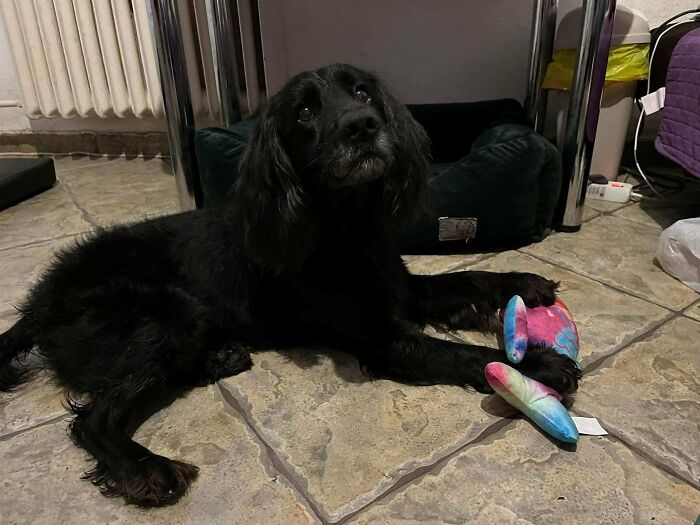 I've Always Wanted To Get A Dog, And Today Was Finally That Day! Meet Lord, A Cute Rescue From The Shelter That I Volunteer At