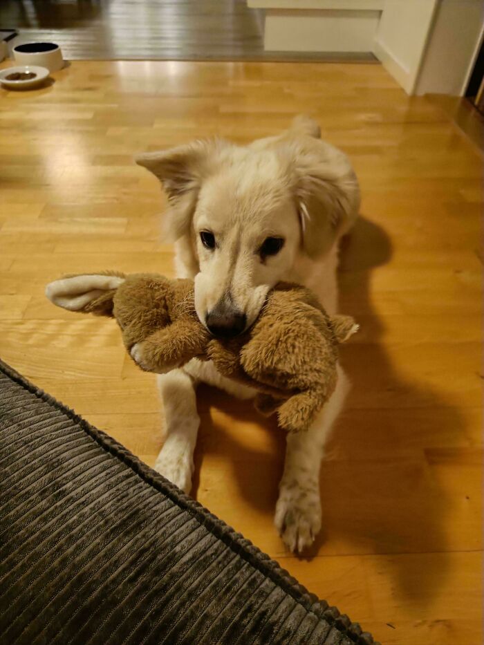 This Is Elvis. He Is A Rescue Dog From Romania Who Has Now Joined Our Family In Sweden