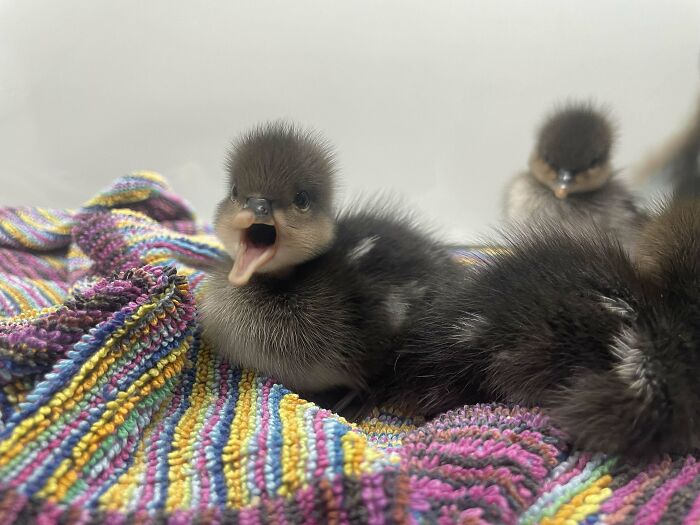 Meet My Little Rescue Birbs