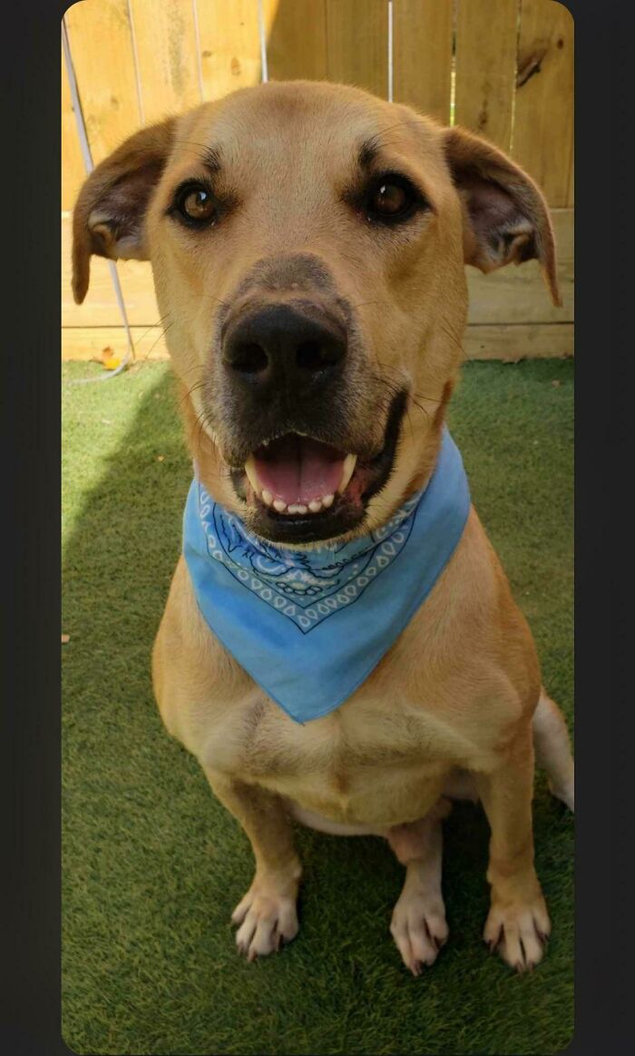 Rescued This Handsome Guy Just In Time For Christmas